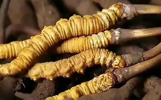 生嚼鮮冬蟲夏草能吃嗎？科學(xué)解析食用方式