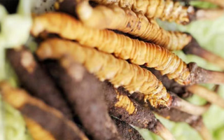 什么季節(jié)挖新鮮冬蟲夏草？把握黃金采挖期