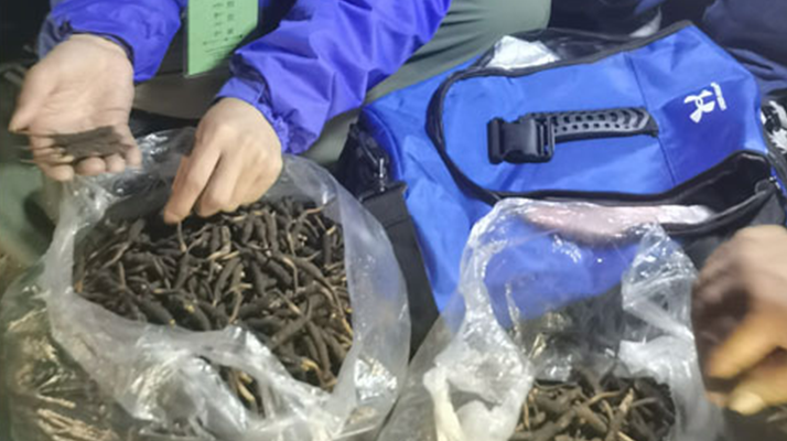 <a href=http://m.aikitbox.com/xinxian/ target=_blank class=infotextkey>新<a href=http://m.aikitbox.com/xinxian/ target=_blank class=infotextkey>鮮冬蟲夏草</a></a>的正確食用指南