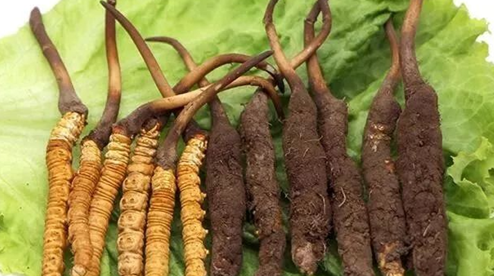 吃新鮮冬蟲夏草后拉肚子？原因與應(yīng)對(duì)方法解析