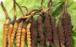 吃新鮮冬蟲夏草后拉肚子？原因與應(yīng)對(duì)方法解析