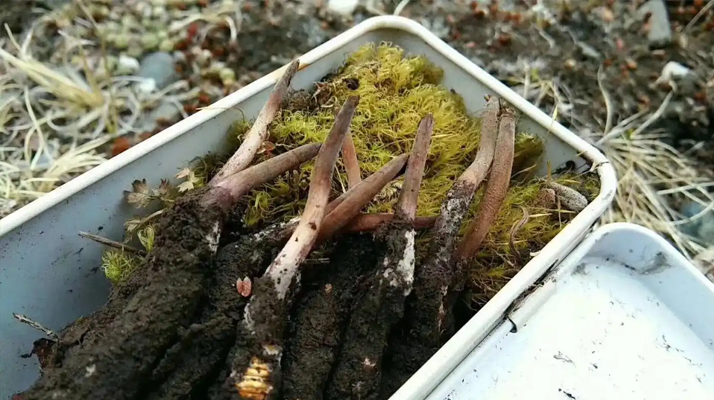 冬蟲夏草怎么辨別養(yǎng)殖的？掌握 5 大鑒別要點(diǎn)