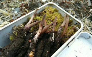 冬蟲夏草怎么辨別養(yǎng)殖的？掌握 5 大鑒別要點(diǎn)