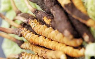 冬蟲夏草適合產(chǎn)后婦女嗎？科學(xué)滋補與恢復(fù)指南