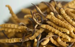 冬蟲(chóng)夏草真假辨別指南：練就火眼金睛識(shí)珍品