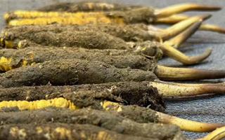 一根鮮冬蟲夏草多少錢？影響價(jià)格的核心因素解析