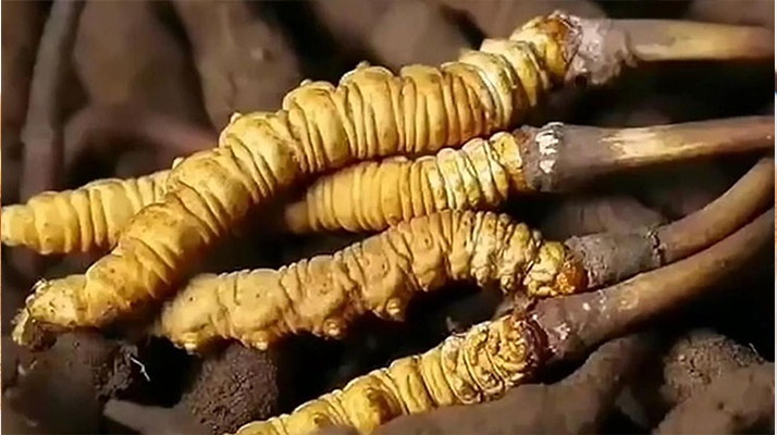 吃了冬蟲夏草有什么好處？全方位滋補(bǔ)價(jià)值解析