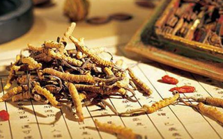 冬蟲夏草是什么長成的？揭秘其獨特的生長歷程