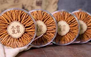 同仁堂冬蟲夏草禮盒：珍稀饋贈(zèng)，品質(zhì)之選