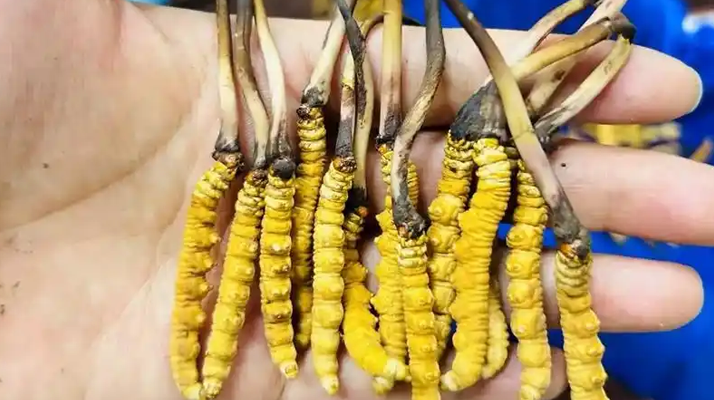 冬蟲夏草吃鮮的還是干的？一場關(guān)于自然饋贈(zèng)的現(xiàn)代抉擇