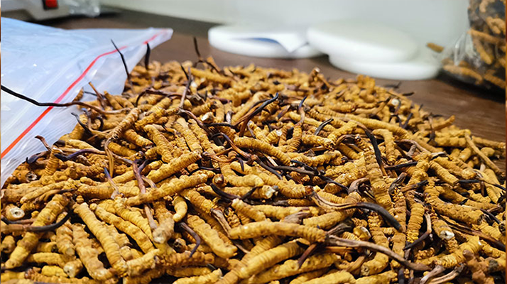 普通冬蟲夏草多少錢一斤？?jī)r(jià)格背后的品質(zhì)密碼