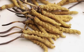 賣(mài)冬蟲(chóng)夏草的地方哪里有？全面解析購(gòu)買(mǎi)渠道與選購(gòu)策略