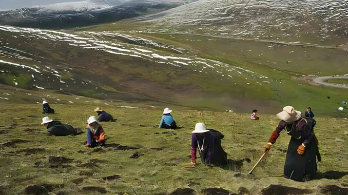 西藏鮮冬蟲夏草<a href=http://m.aikitbox.com/ target=_blank class=infotextkey><a href=http://m.aikitbox.com/s/nqcc/ target=_blank class=infotextkey>那曲蟲草</a></a>