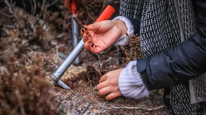 冬蟲夏草產地哪些地區(qū)