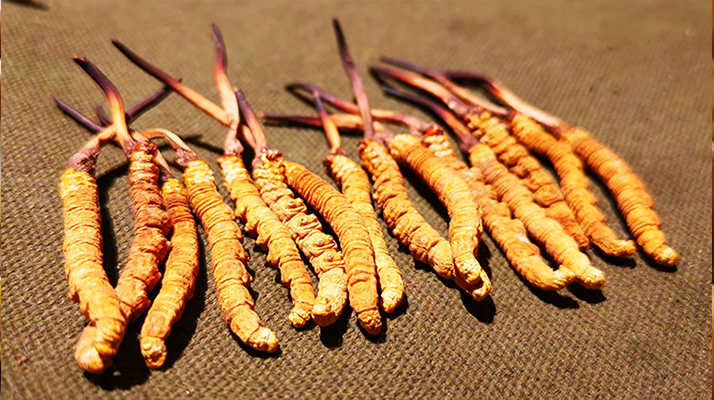 如何區(qū)別冬蟲(chóng)夏草好壞
