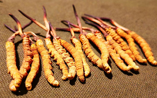 如何區(qū)別冬蟲(chóng)夏草好壞