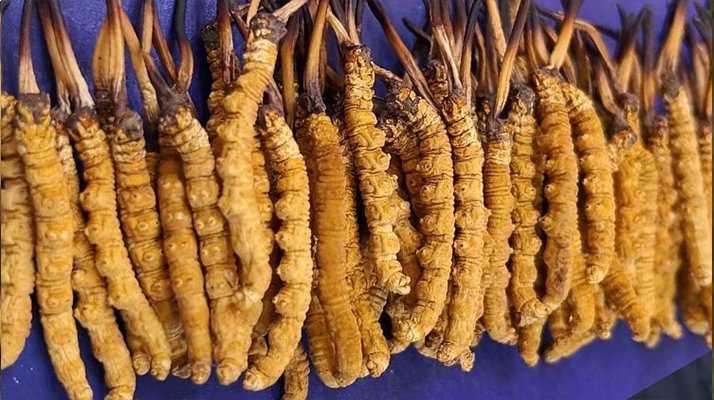 那曲新鮮<a href=http://m.aikitbox.com/jianbie/ target=_blank class=infotextkey>冬蟲夏草鑒別</a>