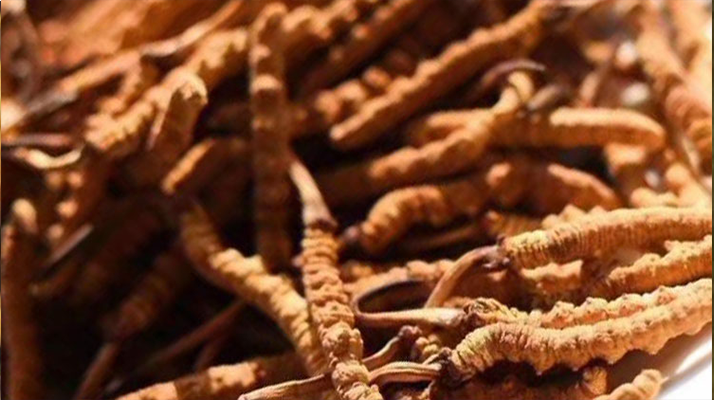 野生<a href=http://m.aikitbox.com/jiage/ target=_blank class=infotextkey>冬蟲夏草多少錢</a>一克