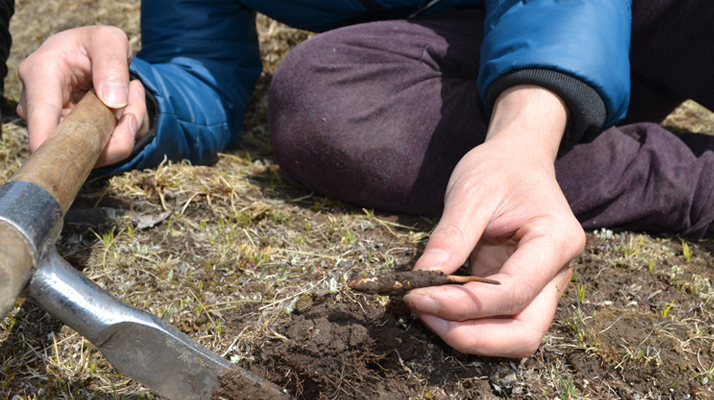 怎樣鑒別<a href=http://m.aikitbox.com/tag/6.html target=_blank class=infotextkey>冬蟲(chóng)夏草的產(chǎn)地</a>