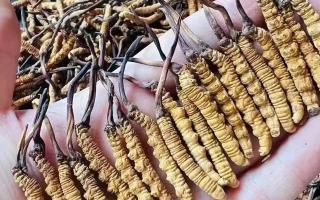 冬蟲(chóng)夏草品質(zhì)最好的是頭期