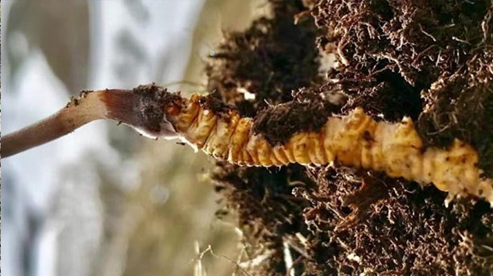 <a href=http://m.aikitbox.com/xinxian/ target=_blank class=infotextkey>新<a href=http://m.aikitbox.com/xinxian/ target=_blank class=infotextkey>鮮冬蟲夏草</a></a>何時(shí)采摘