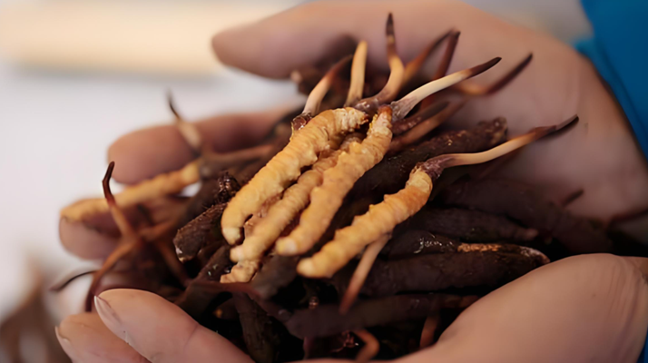 鮮冬蟲夏草保質(zhì)期多少天