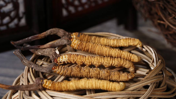 冬蟲(chóng)夏草怎么分辨真假：6 步實(shí)用鑒別法