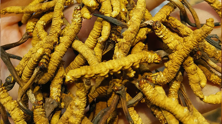 冬蟲夏草和內地蟲草區(qū)別