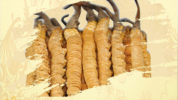 <a href=http://m.aikitbox.com/ target=_blank class=infotextkey>冬蟲夏草</a>夏天如何保存