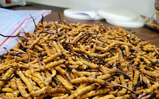 冬蟲夏草泡多長時(shí)間好