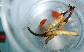 冬蟲夏草一天長(zhǎng)多少株正常？揭開(kāi)“靈芝之王”的成長(zhǎng)秘密