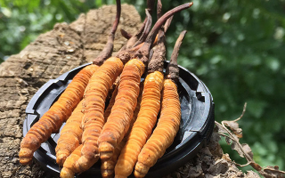 冬蟲(chóng)夏草可以打粉服用嗎