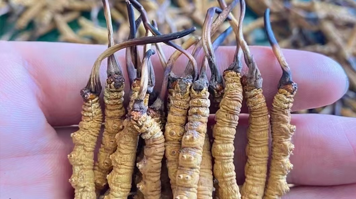 一盒冬蟲夏草多少錢？從規(guī)格到定位的價(jià)格解析