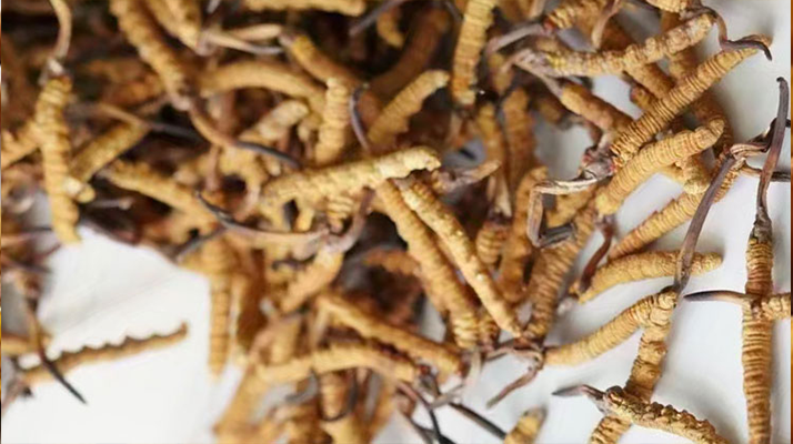 野生<a href=http://m.aikitbox.com/jiage/ target=_blank class=infotextkey>冬蟲夏草價(jià)格</a>揭秘：多因素交織下的市場行情