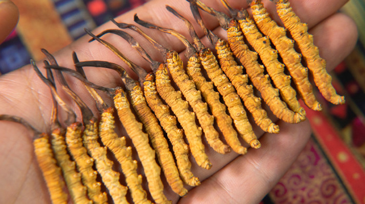 新鮮冬蟲夏草可以冷藏嗎？科學冷藏方法與注意事項