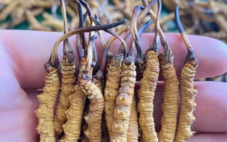 冬蟲夏草等級(jí)怎么辨別？專業(yè)指南教你識(shí)別優(yōu)劣真?zhèn)?> </div>
            <div   id=