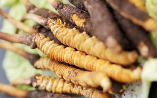 冬蟲(chóng)夏草：新鮮之味與干制之韻的養(yǎng)生辯證