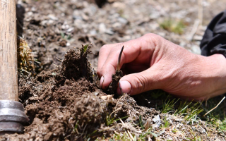 冬蟲夏草采摘全紀(jì)實(shí)：一場海拔4500米的生命接力