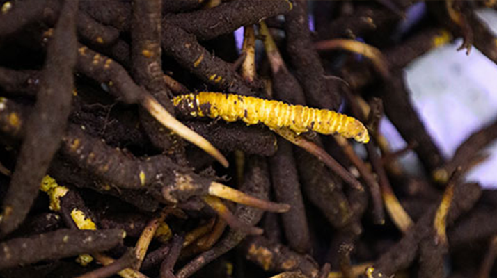 新鮮冬蟲夏草可以冷凍嗎？科學(xué)保存指南來了