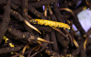 新鮮冬蟲(chóng)夏草可以冷凍嗎？科學(xué)保存指南來(lái)了