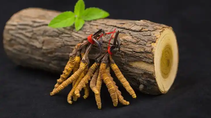 冬蟲夏草一開始長(zhǎng)什么樣？從幼蟲到蟲草雛形的生長(zhǎng)歷程