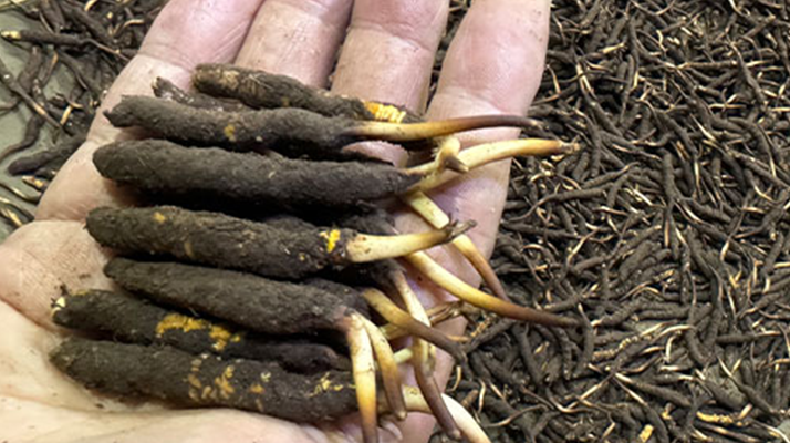 一天一根新鮮冬蟲夏草，這些功效藏不住