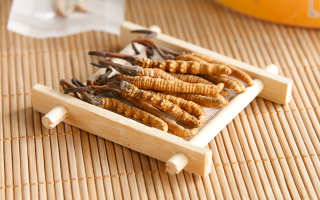 冬蟲(chóng)夏草形成的必要條件：多要素精準(zhǔn)契合的自然奇跡