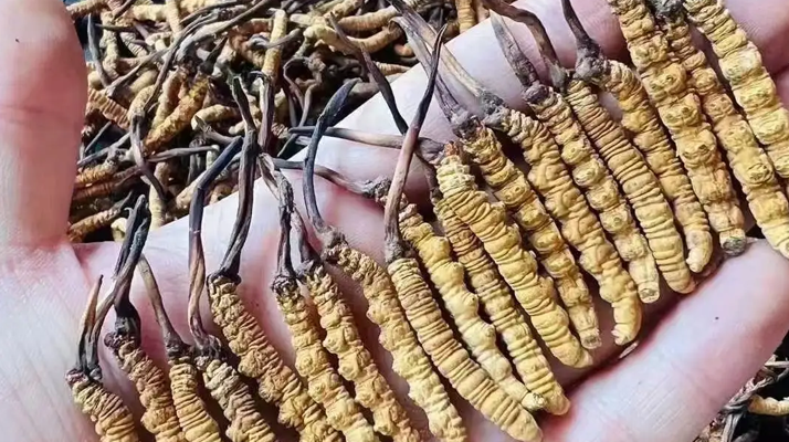 正宗冬蟲(chóng)夏草泡酒：專(zhuān)用藥材搭配與科學(xué)泡制指南