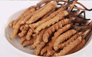 新鮮冬蟲(chóng)夏草能煮水喝嗎？答案與正確方法都在這