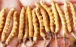 長時間喝冬蟲夏草好嗎？科學視角下的利弊與飲用指南