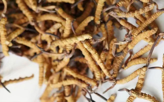 冬蟲(chóng)夏草一斤多少元一根？多因素交織下的價(jià)格探秘