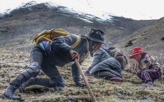 野生冬蟲(chóng)夏草產(chǎn)地在哪里？核心產(chǎn)區(qū)與品質(zhì)特點(diǎn)解析