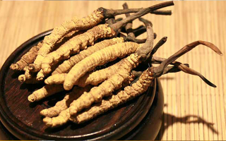 剛挖采的冬蟲夏草怎么辦？科學處理與儲存指南