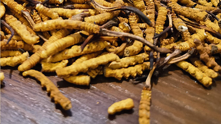 鮮冬蟲夏草煮多久？掌握時長，鎖住營養(yǎng)與鮮味